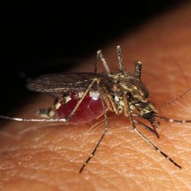 Alta temperatura aumenta a incidência de picadas de mosquitos; entenda - Pete/Pixabay