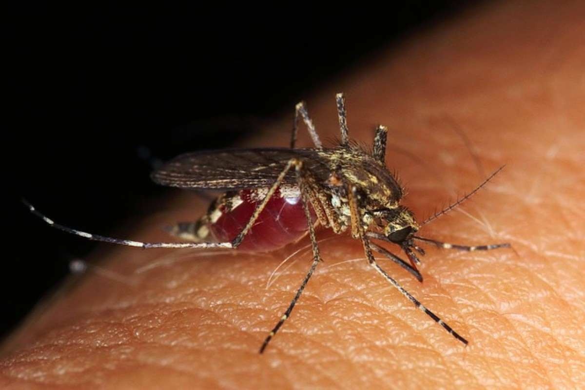 Alta temperatura aumenta a incidência de picadas de mosquitos; entenda