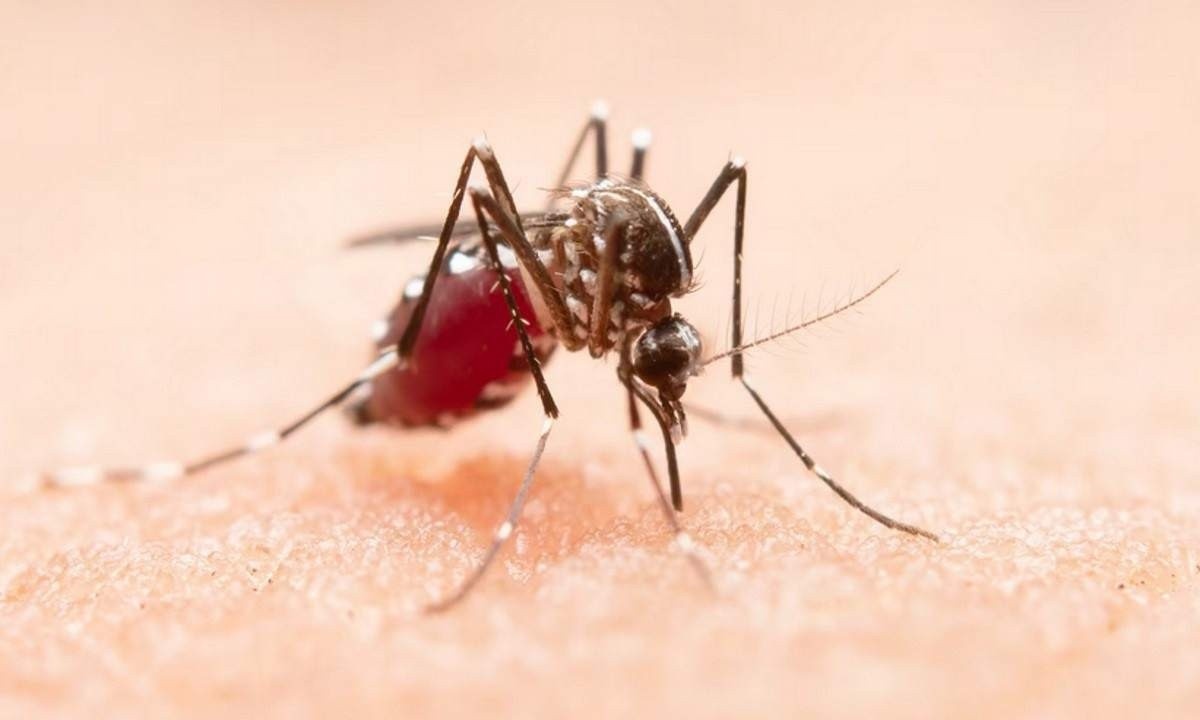 A dengue possui diferentes tipos, sendo um deles o mais perigoso, a hemorrágica, devido ao risco de morte, porém, até mesmo uma manifestação mais leve pode comprometer a saúde ocular -  (crédito: Freepik)