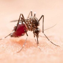 Dengue assombra brasileiros e também pode atingir a visão - Freepik