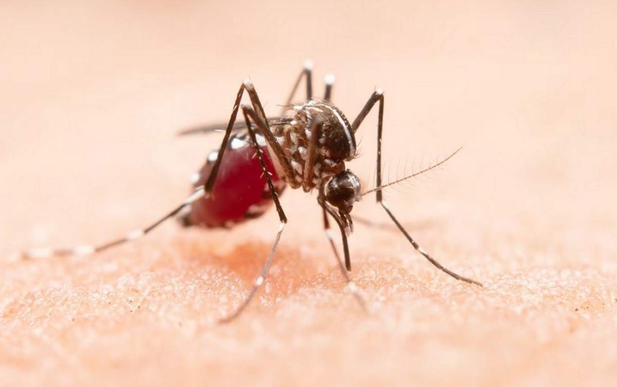 Dengue assombra brasileiros e também pode atingir a visão