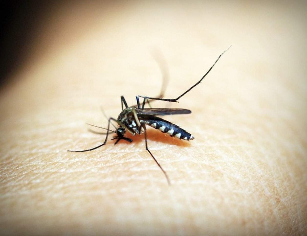  UFMG aprimora ferramenta de IA que identifica focos do Aedes aegypti