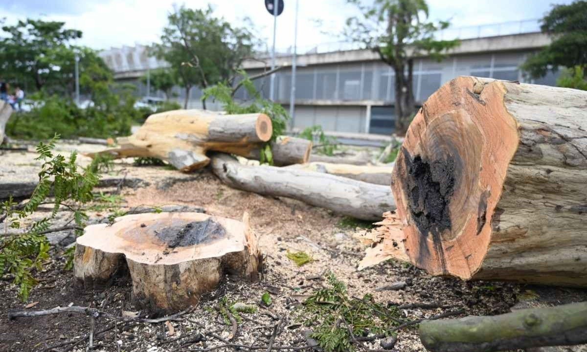 Prefeitura irá cortar 55 árvores para circuito de rua da Stock Car, em BH -  (crédito: Leandro Couri/EM/D.A.Press)