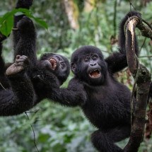 Por que alguns animais desenvolvem senso de humor - Getty Images