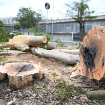 Prefeitura inicia corte de árvores no entorno do Mineirão para a Stock Car - Leandro Couri/EM/D.A.Press