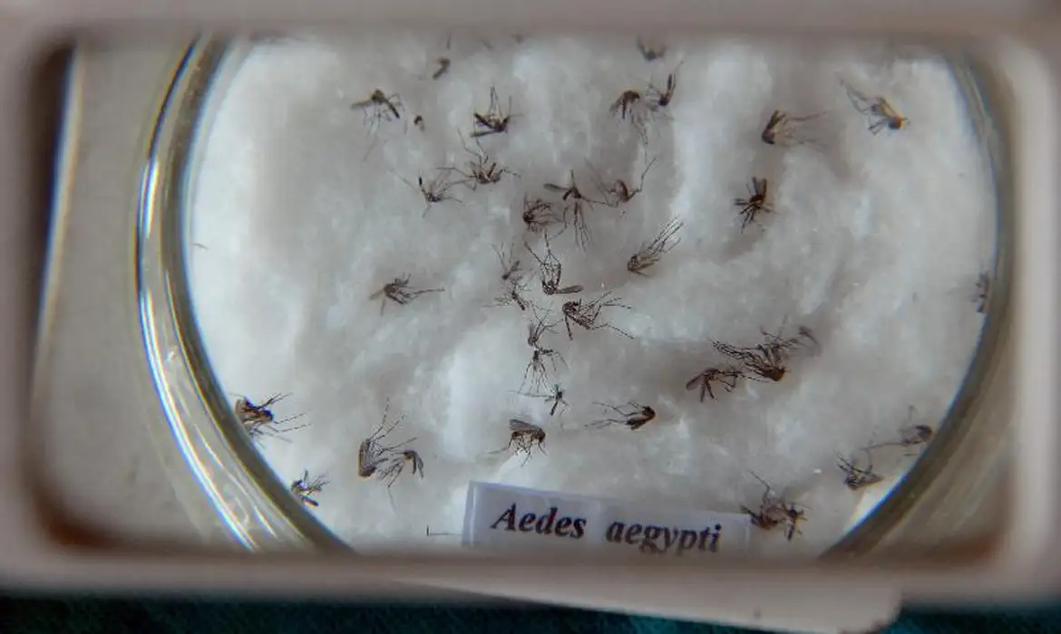 Pesquisa detecta virus zika e chikungunya em ovos de mosquitos Aedes