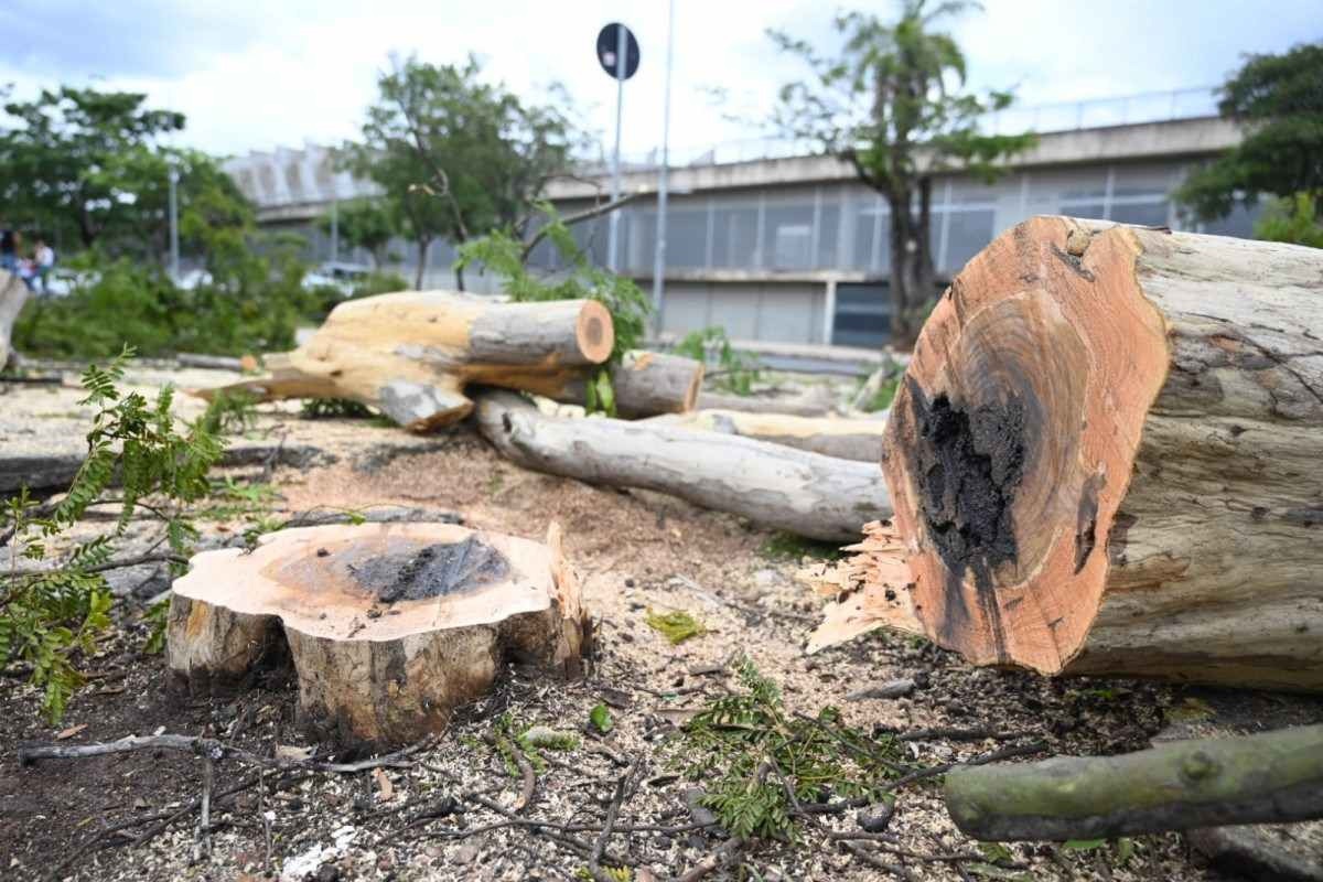 Prefeitura inicia corte de árvores no entorno do Mineirão para a Stock Car