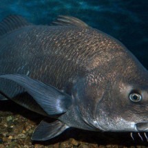 O peixe minúsculo que é o 'mais barulhento' já achado por cientistas - Alamy