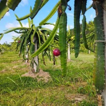 Cidade de MG inclui pitaya na merenda para evitar anemia e ajudar produtores - Acervo pessoal Nádia Barbosa