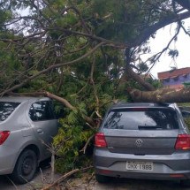 BH: árvore cai e atinge carros na região de Venda Nova - Imagens cedidas ao Estado de Minas