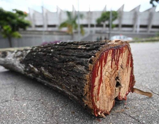 Stock Car: Justiça suspende corte de árvores no entorno do Mineirão - Estado de Minas