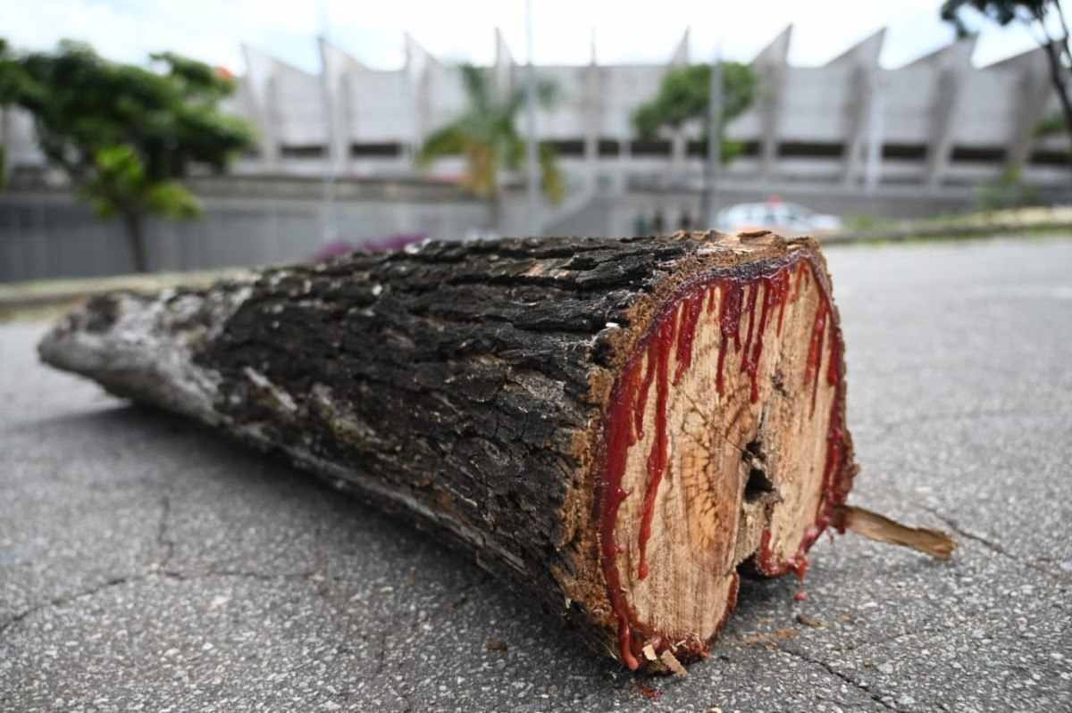 Stock Car: Justiça suspende corte de árvores no entorno do Mineirão