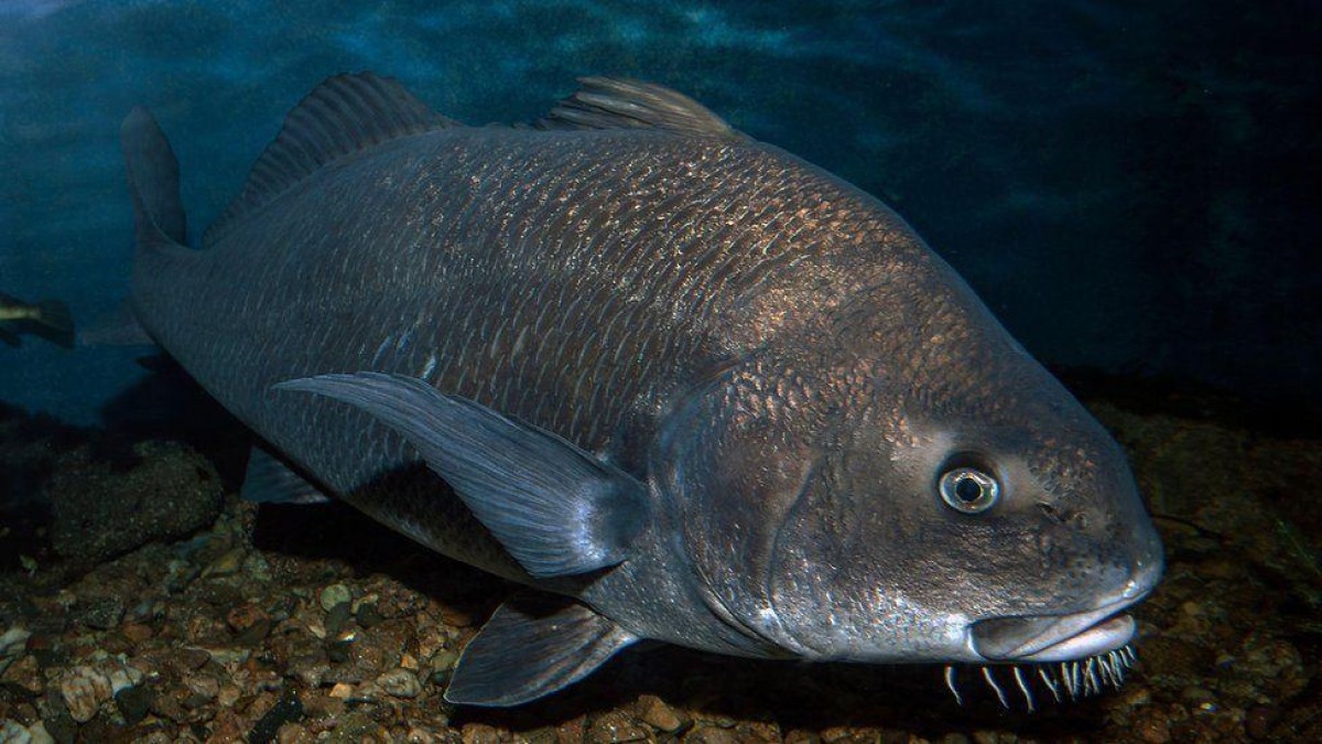 O peixe minúsculo que é o 'mais barulhento' já achado por cientistas