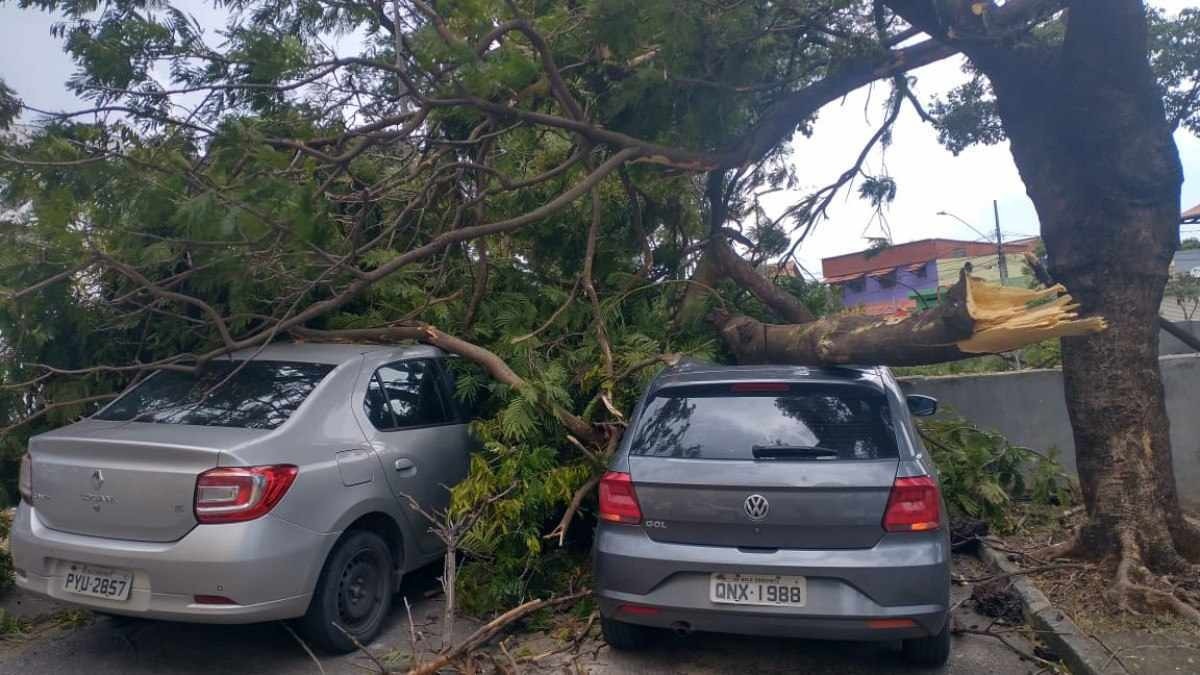 BH: árvore cai e atinge carros na região de Venda Nova