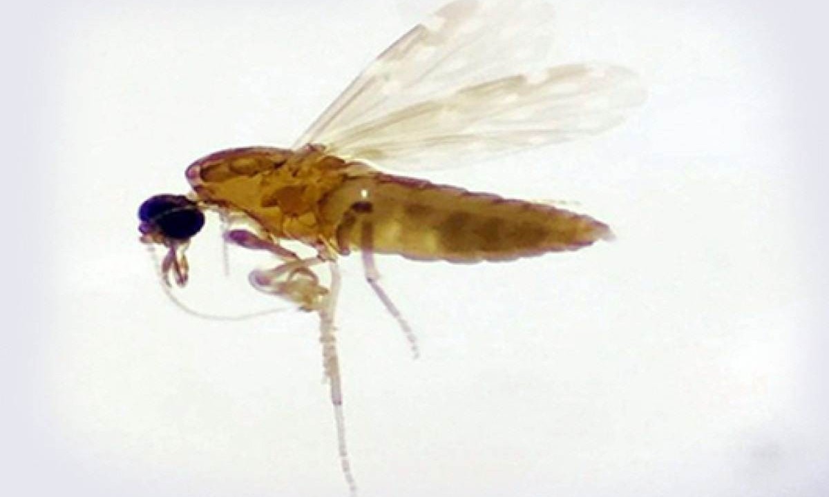 A transmissão não ocorre pela picada do Aedes aegypti e sim de outros mosquitos, sobretudo pelo Culicoides paraensis, conhecido como maruim -  (crédito: Fiocruz )