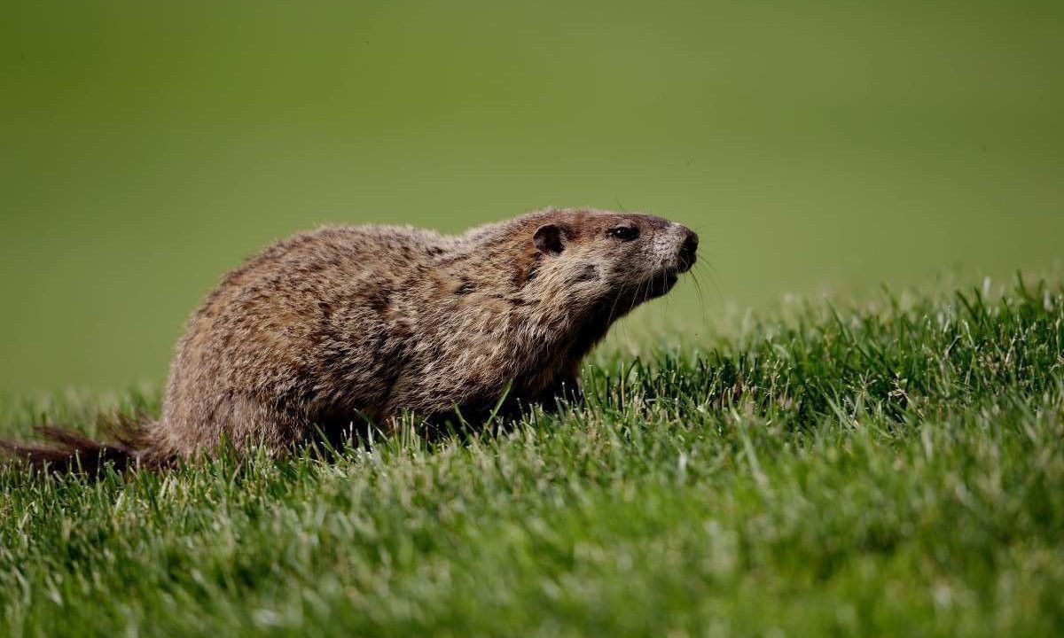 Marmota (roedor)  -  (crédito: Ross Kinnaird/Getty Images/AFP)