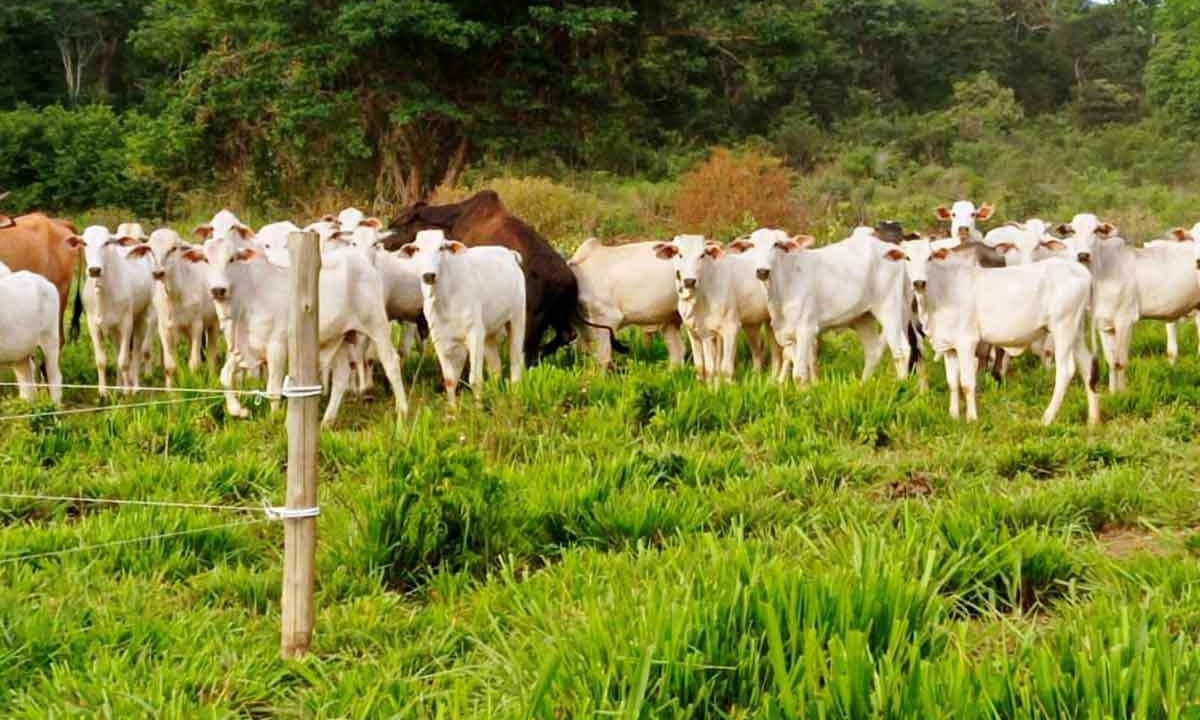 Propriedade rural de Valmir Batista preserva vegetação nativa e nascente com o crédito ecológico -  (crédito: ALMIR DOS SANTOS/ARQUIVO PESSOAL)