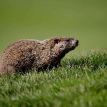 Dia da marmota - Ross Kinnaird/Getty Images/AFP