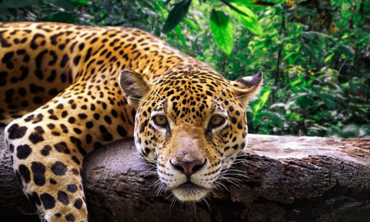 Guarda-parques usam ferramentas digitais para combater a caça de animais selvagens em vários países da América Latina -  (crédito: Getty Images)