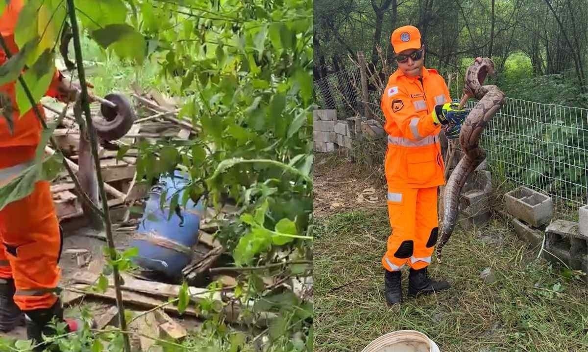 Jiboias capturadas em condomínio de Montes Claros (esquerda) e Janaúba (direita) -  (crédito: CBMMG)