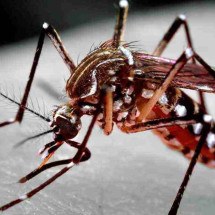 Dengue avança e gera R$ 15 bilhões de prejuízos ao país - James Gathany/CDC-HHS