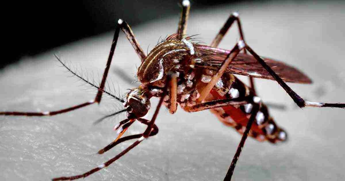 Dengue avança e gera R$ 15 bilhões de prejuízos ao país