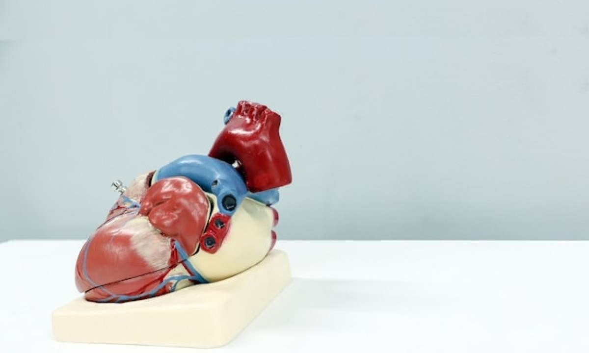 
Além dos pacientes com insuficiência cardíaca, aqueles que passaram por uma cirurgia de transplante de órgão também podem enfrentar comprometimento no funcionamento dos rins -  (crédito:   Ali Hajiluyi/Unsplash)