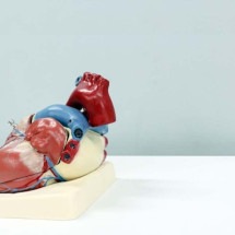 Rim e coração: órgãos dependem um do outro para funcionarem bem -   Ali Hajiluyi/Unsplash