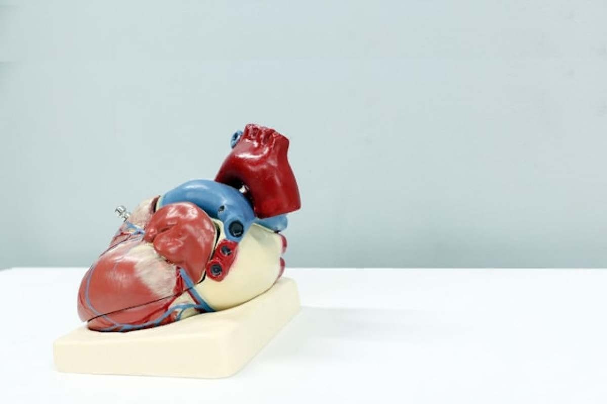 Rim e coração: órgãos dependem um do outro para funcionarem bem