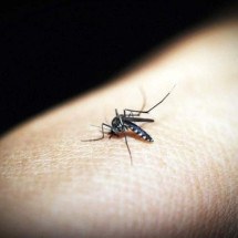 Minas confirma mais uma morte por chikungunya; já são 10 vítimas em 2024 - 41330/Pixabay