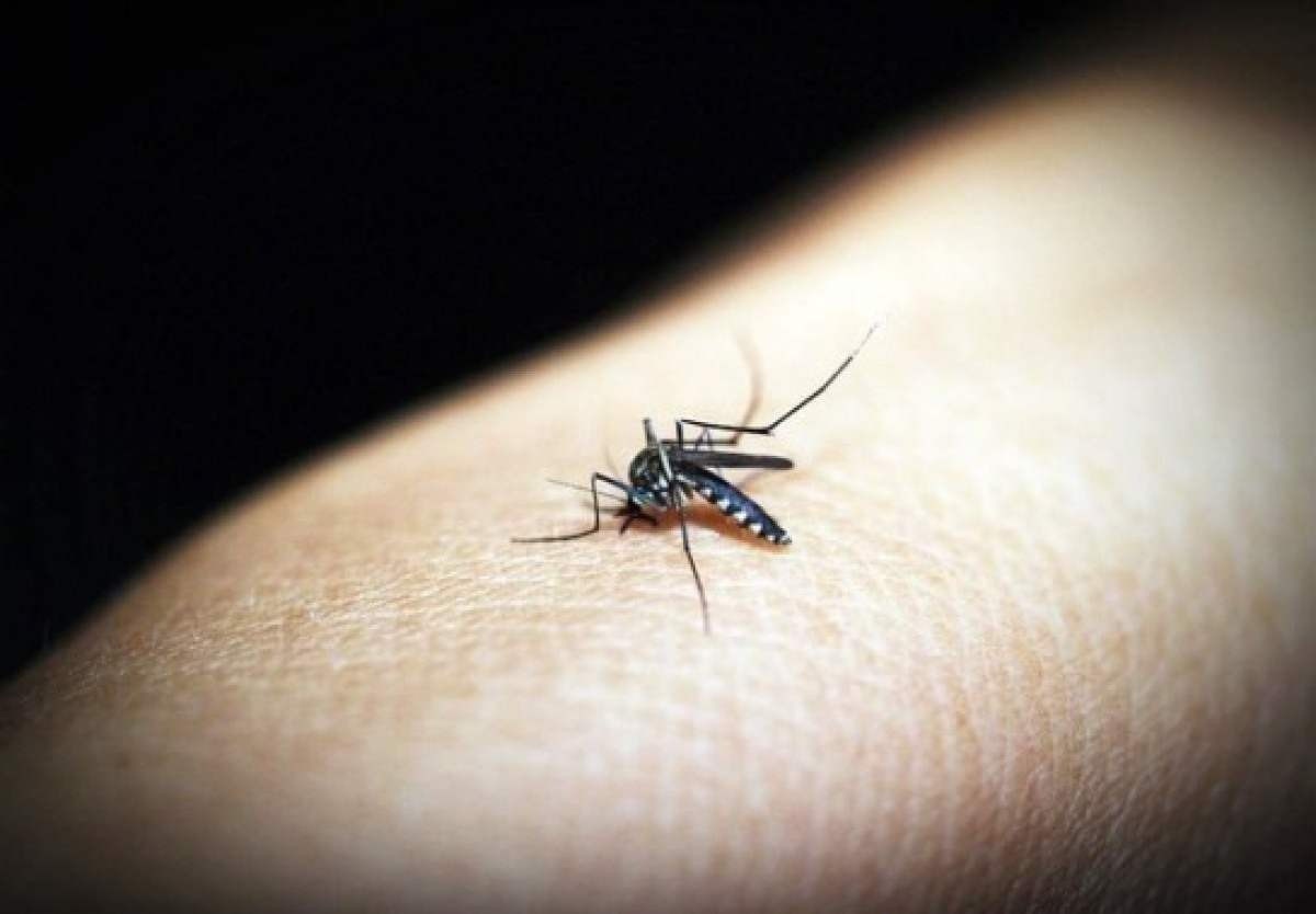 Minas confirma mais uma morte por chikungunya; já são 10 vítimas em 2024