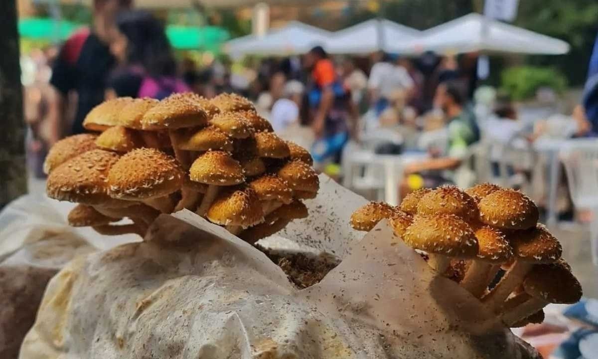 Cogumelos na frente, atrás, a feira Paraiso Veg