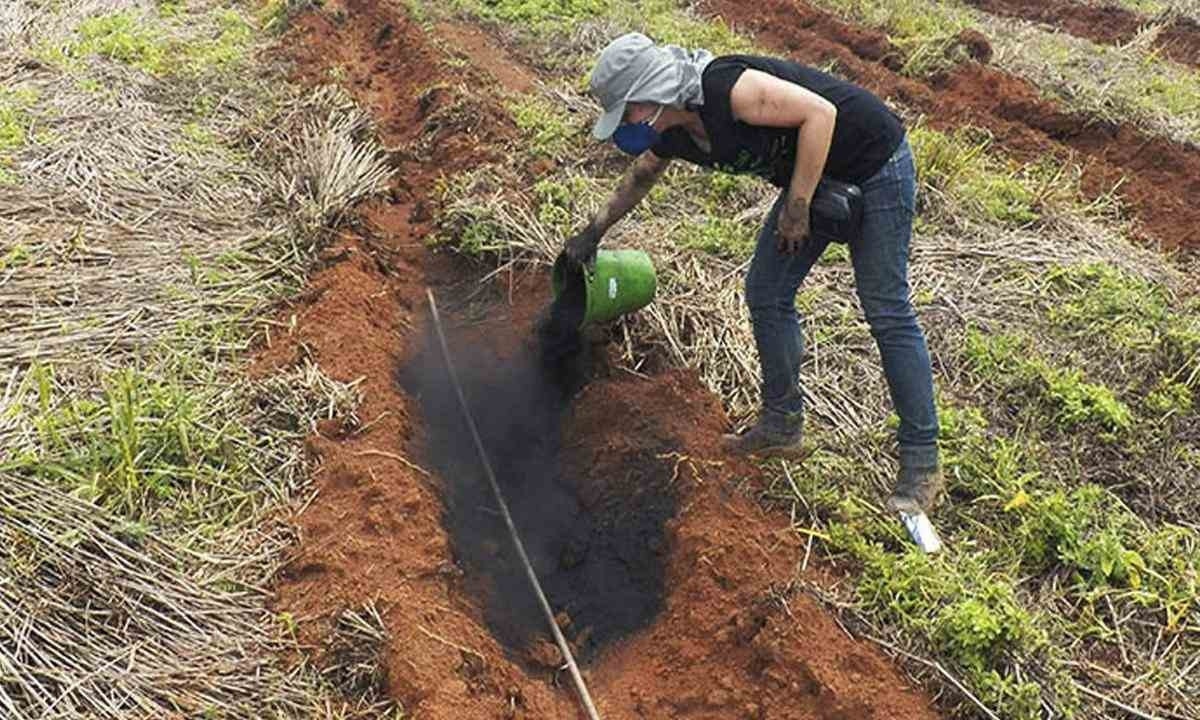 O biocarvão é criado a partir de resíduos da agroindústria que passam por um processo conhecido como pirólise -  (crédito: Embrapa/Divulgação)