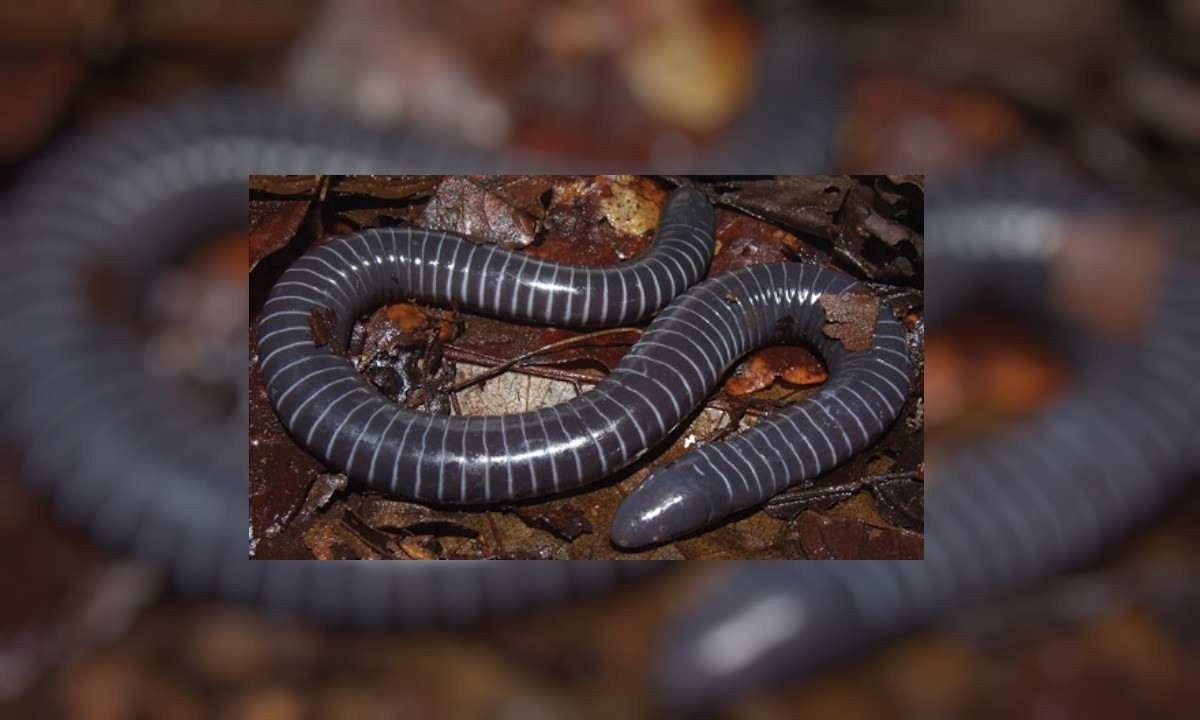 Siphonops annulatus, popularmente conhecida como cobra-cega -  (crédito: wikimedia commons)