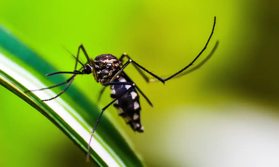 Os números da dengue também estão avançando -  (crédito: EBC - Saúde)