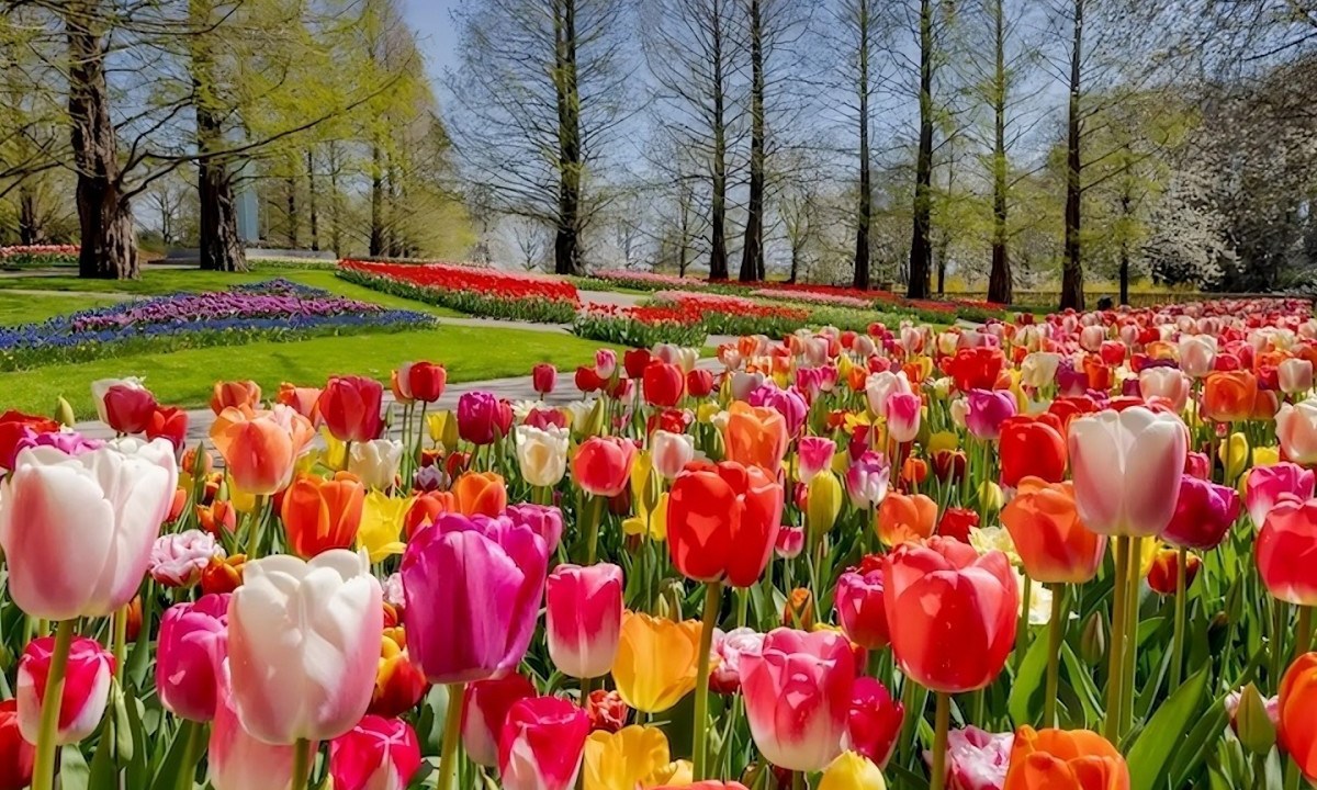 Temporada das tulipas em Amsterdã com luxo -  (crédito: Uai Turismo)