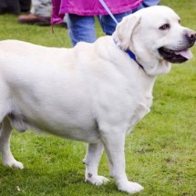 A pista genética que explica por que cães labradores têm tendência a engordar - GETTY IMAGES