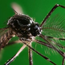 A corrida 'urgente' para encontrar remédios efetivos contra a dengue - Getty Images