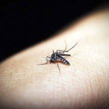 Mais uma pessoa morre por causa da chikungunya em BH - 41330/Pixabay