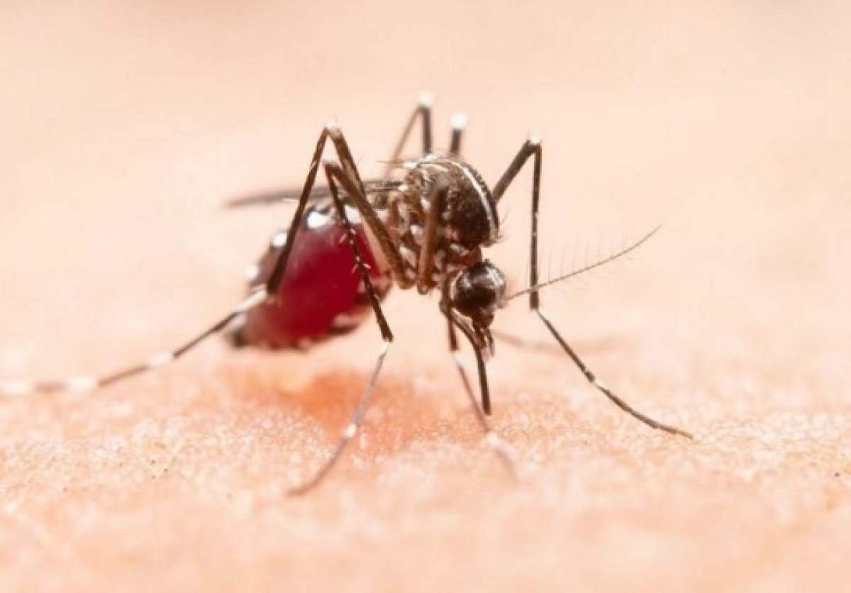 Dengue: Minas confirma mais 33 mortes em apenas 10 dias