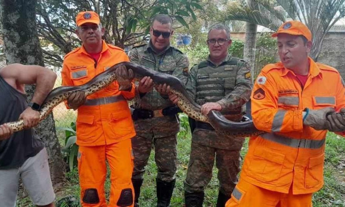 Jiboia de cinco metros assustou família em Tupaciguara, no Triângulo Mineiro -  (crédito: Corpo de Bombeiros/Divulgação)