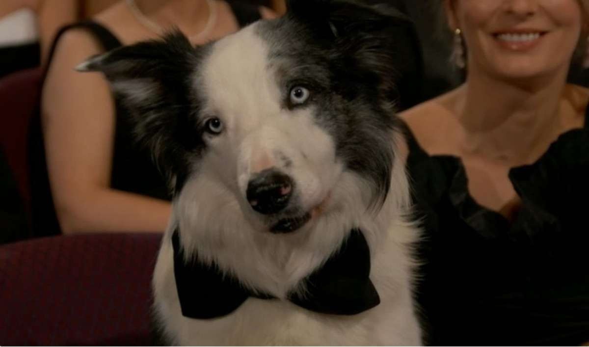 Oscar 2024: Participação de cachorro Messi foi gravada antes da premiação