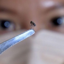 A armadilha de mosquito usada por cidade de SP para controlar dengue - Getty