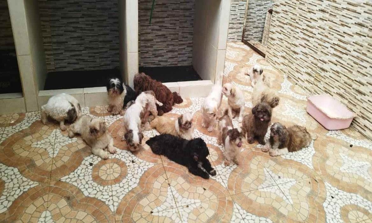 67 cachorros foram encontrados em canil clandestino em Juiz de Fora -  (crédito: Divulgação / PMMA)