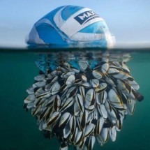 Bola tomada por cracas no mar vence prêmio de fotos de natureza; veja outras imagens - RYAN STALKER / BRITISH WILDLIFE PHOTO AWARDS