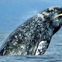 Baleia-cinzenta é vista no Oceano Atlântico após mais de 200 anos - Merrill Gosho/Wikimédia Commons