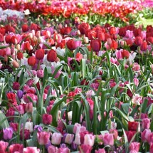 Cores, simbolismos e fama: saiba tudo sobre as tulipas! - Imagem de Nicolas IZERN por Pixabay
