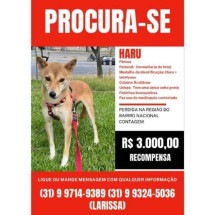 Casal oferece R$ 3 mil a quem encontrar cachorra perdida em Contagem - Divulgação