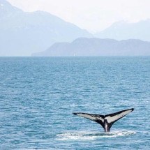Baleias que passam pela menopausa vivem mais tempo - Pixabay