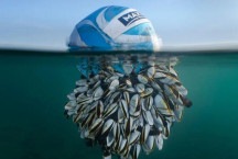 Bola tomada por cracas no mar vence prêmio de fotos de natureza; veja outras imagens